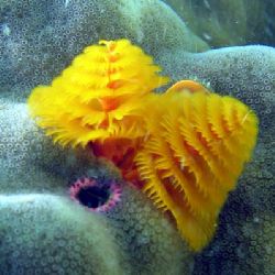 Christmas Tree Worm. Turquoise Bay - Exmouth. by Penny Murphy 
